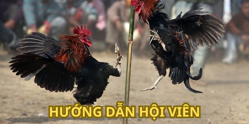 Hướng dẫn người chơi tham gia đá gà HI88